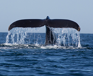 Explore the Californian coastline